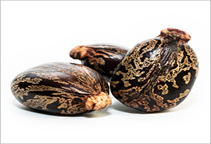 آشنایی با زراعت کَرچَک