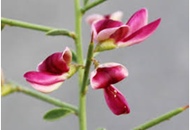 آشنایی با زراعت خارشتر علوفه‌ای