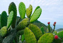 آشنایی با زراعت کاکتوس علوفه‌ای