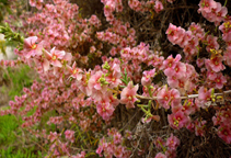 آشنایی با زراعت گیاه علوفه ای خریت