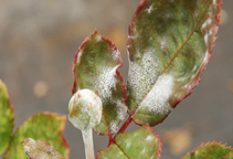 آشنایی با قارچکش‌های گوگردی غیر آلی (قسمت اول)