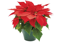 آشنایی با گیاه بنت قنسول و نحوه نگهداری آن