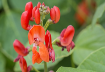 آشنایی با زراعت لوبیا قرمز