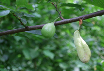 مزایا و محدودیت‌های قارچ‌کش‌های گوگردی غیر آلی