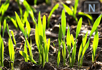 توصیه کودی نیتروژن برای گندم