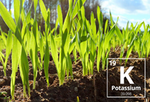 توصیه کودی پتاسیم برای گندم