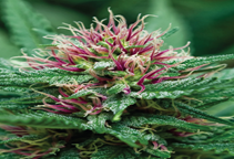 آشنایی با گیاه دارویی شاهدانه