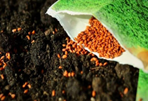 آشنایی با روش‌های ضد عفونی بذر (قسمت اول)