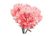 آشنایی با پرورش گل میخک در گلخانه