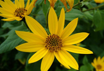 آشنایی با زراعت آرتیچوک علوفه ای