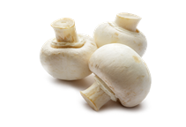 آشنایی با پرورش قارچ دکمه‌ای 