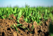 آشنایی با کود سبز (قسمت اول)