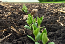 آشنایی با کود سبز (قسمت دوم)