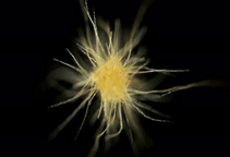 آشنایی با تثبیت کننده‌های نیتروژن مولکولی