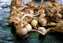 آشنایی با ضد عفونی غده و پیاز