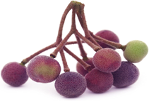 آشنایی با کاشت و پرورش پاور