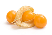 آشنایی با کاشت و پرورش فیسالیس