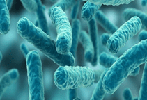 آشنایی با کنترل میکروبی حشرات (قسمت سوم)