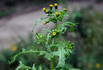 آشنایی با فرمولاسیون علفکش‌ها