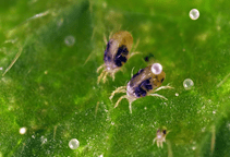 آشنایی با مورفولوژی کنه‌ها (قسمت اول)