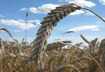 آشنایی با زراعت تریتیکاله