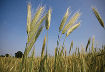 آشنایی با زراعت چاودار