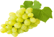 آشنایی با تاکستان انگور و نحوه نگهداری آن