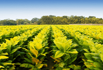 آشنایی با گیاه دارویی توتون