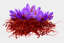 آشنایی با گیاه دارویی زعفران