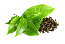 آشنایی با گیاه دارویی چای