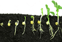 آشنایی با هورمون جیبرلین و نقش آن در گیاه