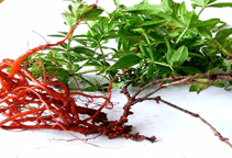 آشنایی با زراعت روناس