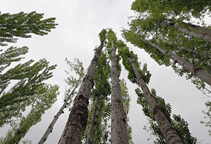 آشنایی با درخت صنوبر و نحوه نگهداری آن (قسمت اول)