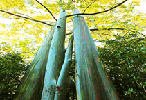 آشنایی با درخت اکالیپتوس و نحوه نگهداری آن