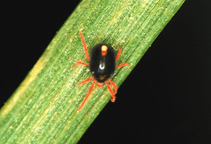 آشنایی با کنه‌کش‌های کلردار و برم‌دار (قسمت اول)