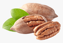 آشنایی با درخت پکان و نحوه نگهداری آن