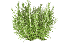 آشنایی با گیاه دارویی رزماری