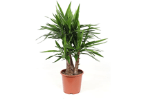 آشنایی با گیاه یوکا و نحوه نگهداری آن