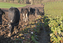 آشنایی با زراعت چغندر علوفه‌ای