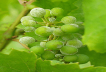 آشنایی با قارچکش های دی تیوکاربامات (قسمت دوم)