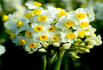 آشنایی با زراعت گل نرگس