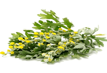 آشنایی با گیاه دارویی افسنطین