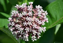 آشنایی با گیاه صنعتی و دارویی استبرق