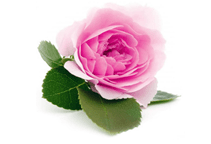 آشنایی با زراعت گل محمدی