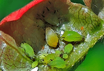 آشنایی با انواع شته‌ (قسمت اول)