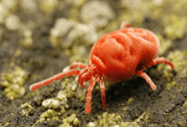 آشنایی با کنه‌کش‌های کلردار و برم‌دار و ترکیبات آلی گوگرد