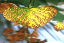 آشنایی با مسمویت بور در خاک و گیاه