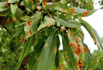 آشنایی با قارچکش های دی تیوکاربامات (قسمت سوم)