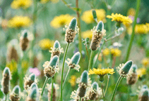 آشنایی با گیاه دارویی اسفرزه