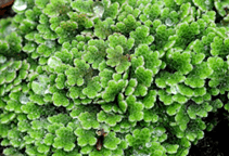 آشنایی با سرخس آزولا